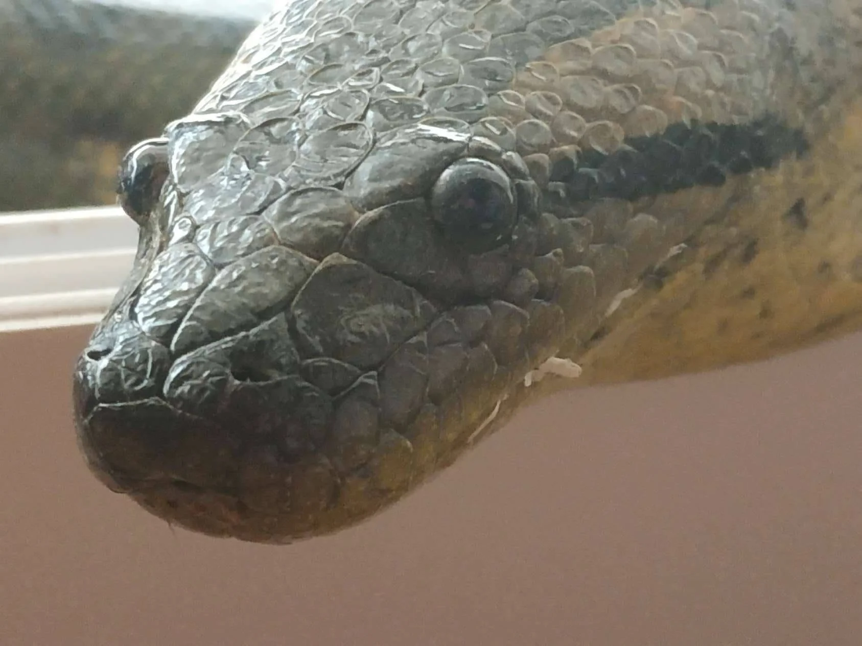 Pablita