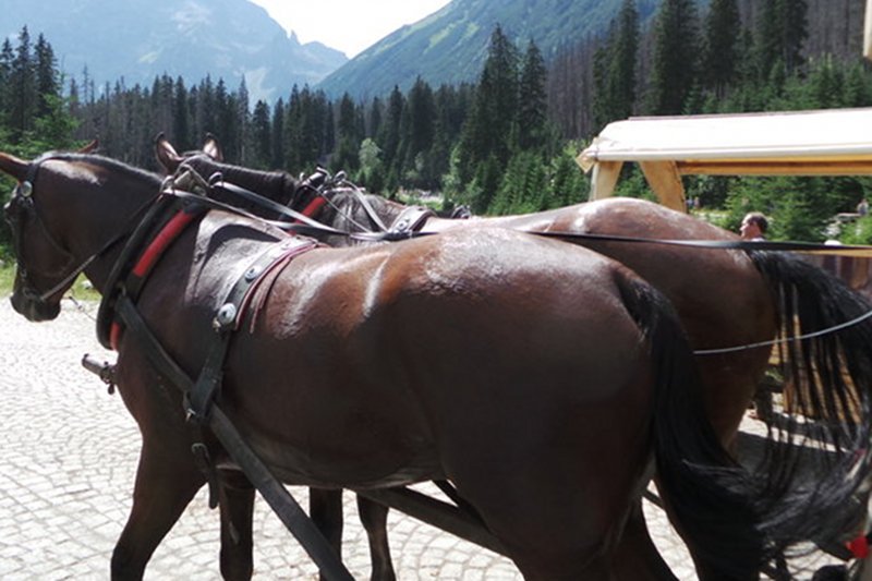 Na drodze do Morskiego Oka padł koń, który w zaprzęgu wiózł turystów