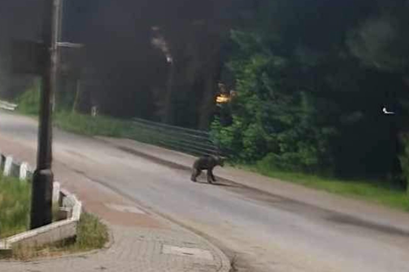 W Jordanowie na jednej z ulic zauważono niedźwiedzia