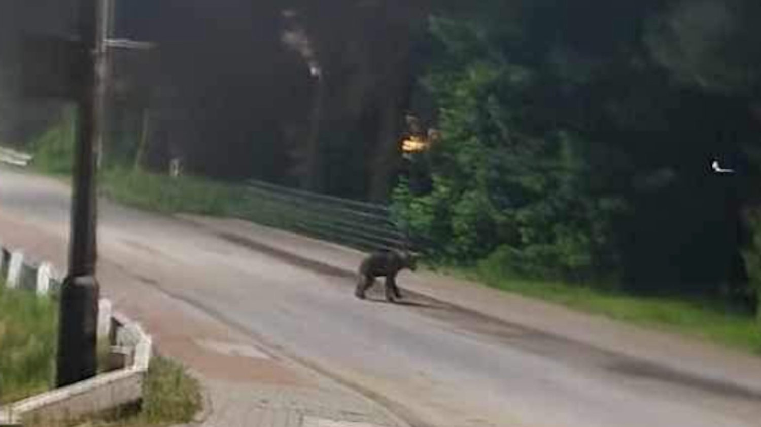 W Jordanowie na jednej z ulic zauważono niedźwiedzia