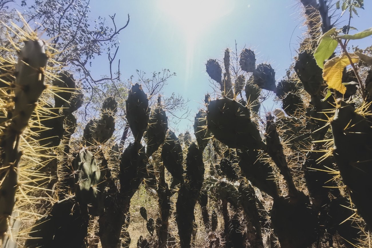 Kubański dziennikarz wzywa mieszkańców do jedzenia kaktusów