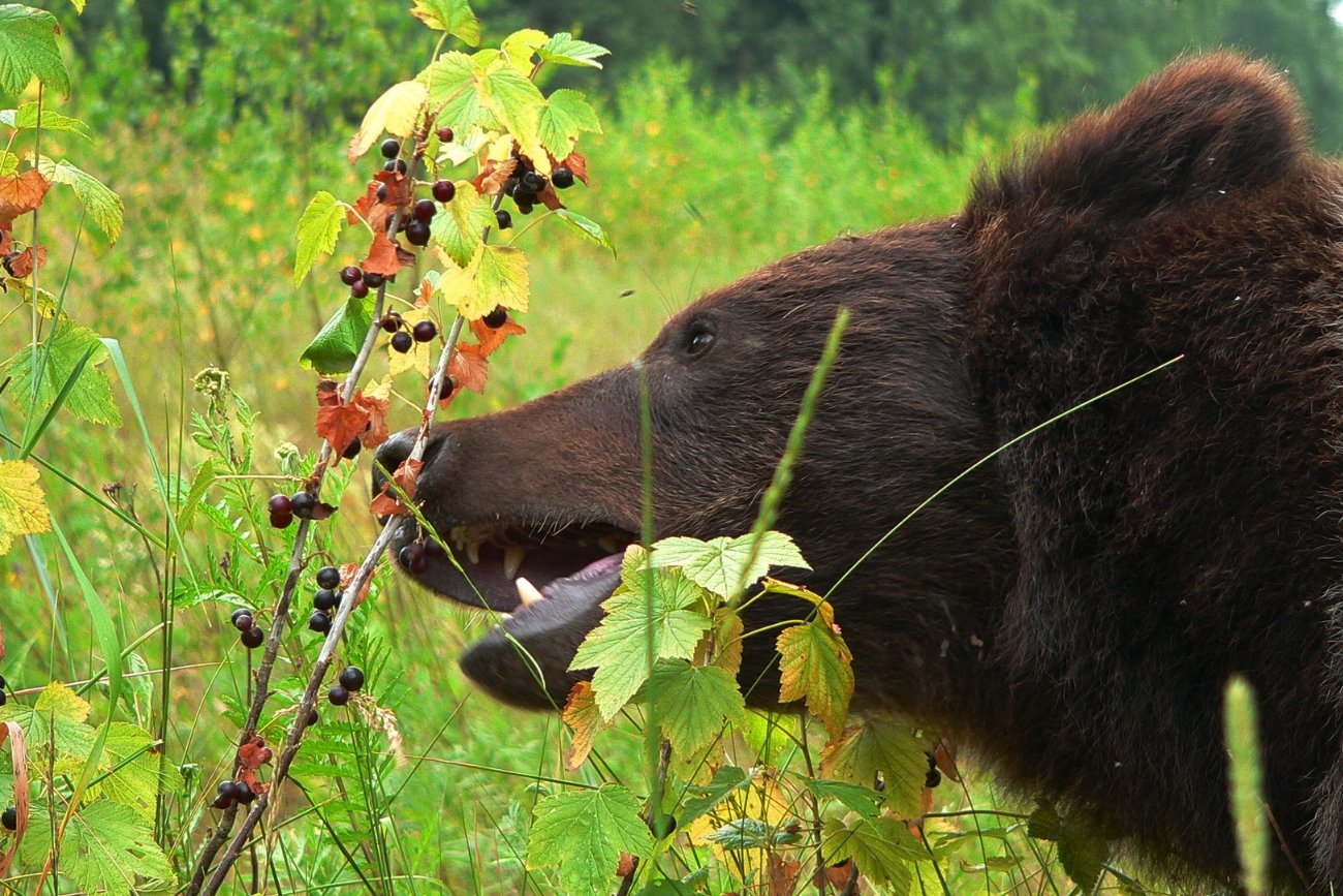 Wbrew powszechnemu przeświadczeniu, niedźwiedzie wcale nie żywią się głównie zbłąkanymi turystami, a między innymi owocami leśnymi