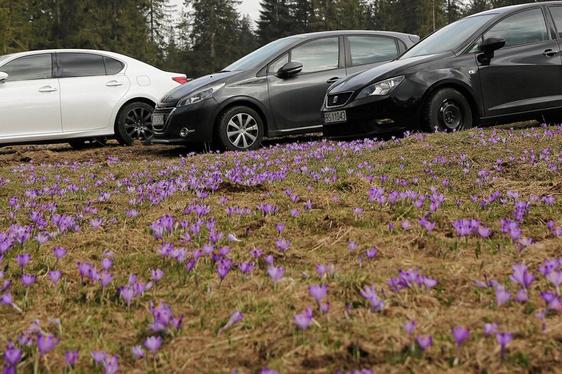 Tysiące turystów zjechało się w Tatry podziwiać kwitnące krokusy.