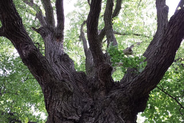 Kolejni proboszczowie parafii w Cielętnikach robią wszystko, by chronić wiekowe drzewo przed pielgrzymami