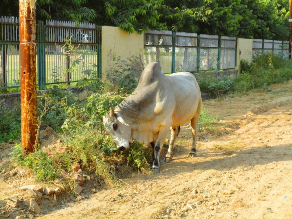 Krowa indyjska. Hinduiści nie są zazwyczaj agresywni i godzą się z obyczajami panującymi w krajach, do których wyemigrowali.