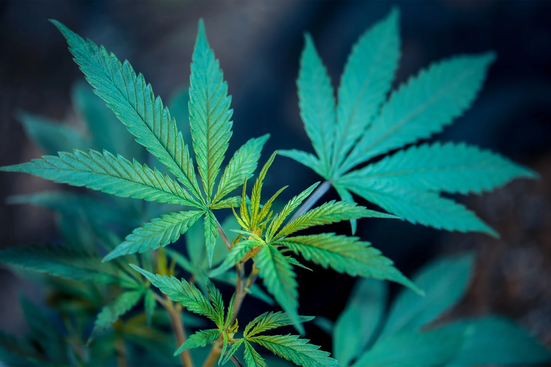 20 kwietnia to inaczej Dzień Marihuany. Co oznacza skrót "420"?