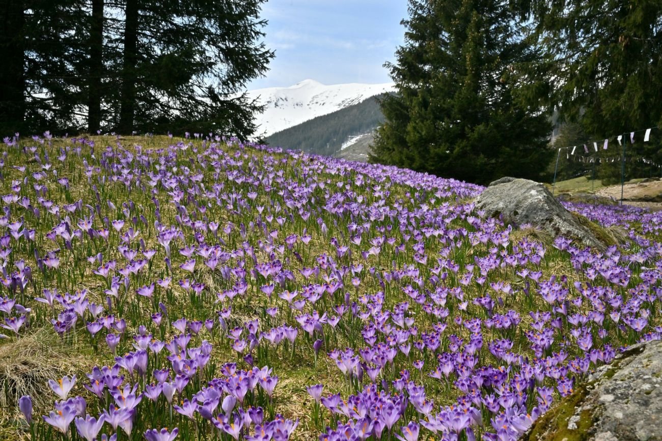 Oblężenie turystów w Dolinie Chochołowskiej. Wszyscy chcą zobaczyć krokusy.