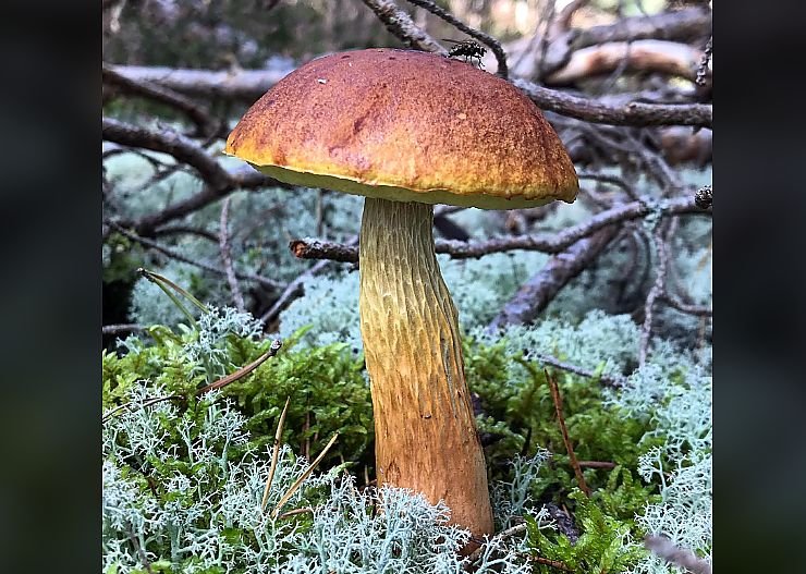 Borowik amerykański: nowy grzyb (złotak wysmukły Aureoboletus projectellus, borowik wrzosowy lub wrzosowiskowy).