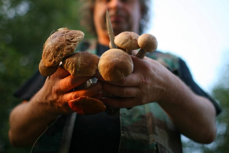 Zabójcza tradycja. Grzybobranie wciąż ważniejsze niż ludzkie życie