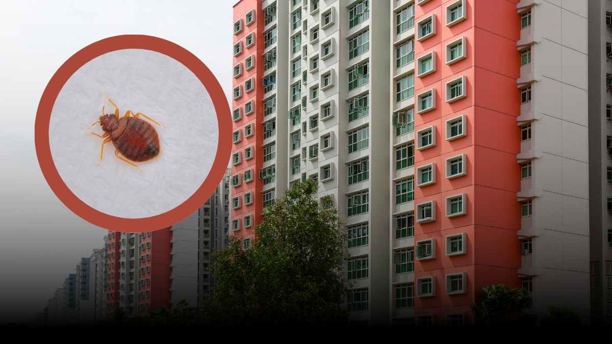 Kto jest odpowiedzialny za pluskwy w bloku? Czy spółdzielnia pomoże?