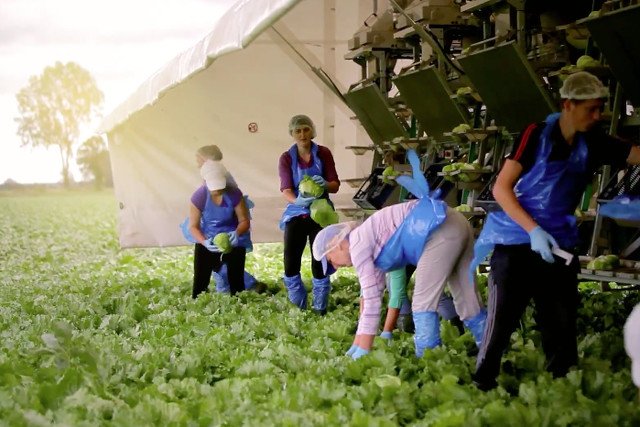 Zbiory sałaty na największym polu w Polsce