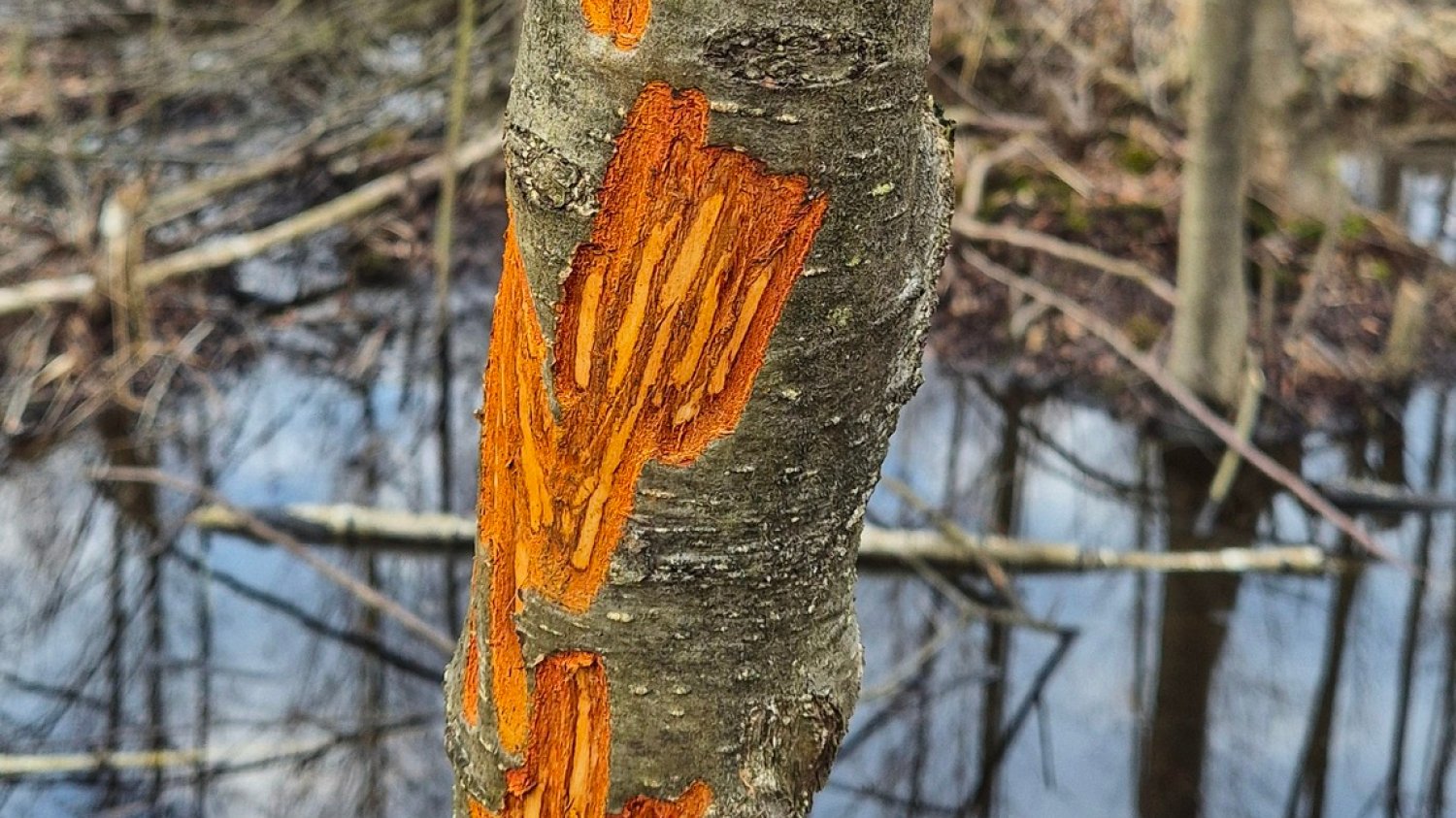 Tajemnicze znaki na korze drzew. To sprawka jeleni Kto niszczy korę na drzewach? Nie tylko bobry, ale i jelenie