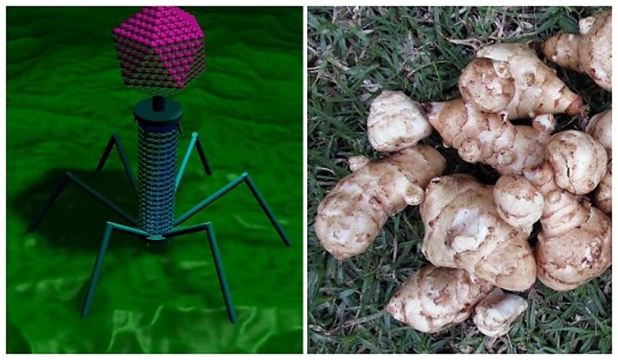 Matura próbna 2021: BIOLOGIA (poziom rozszerzony). Uczniowie zmierzyli się z zadaniami dotyczącymi bakteriofagów oraz musieli wyjaśnić, dlaczego bulwy topinambura są dobre dla diabetyków.