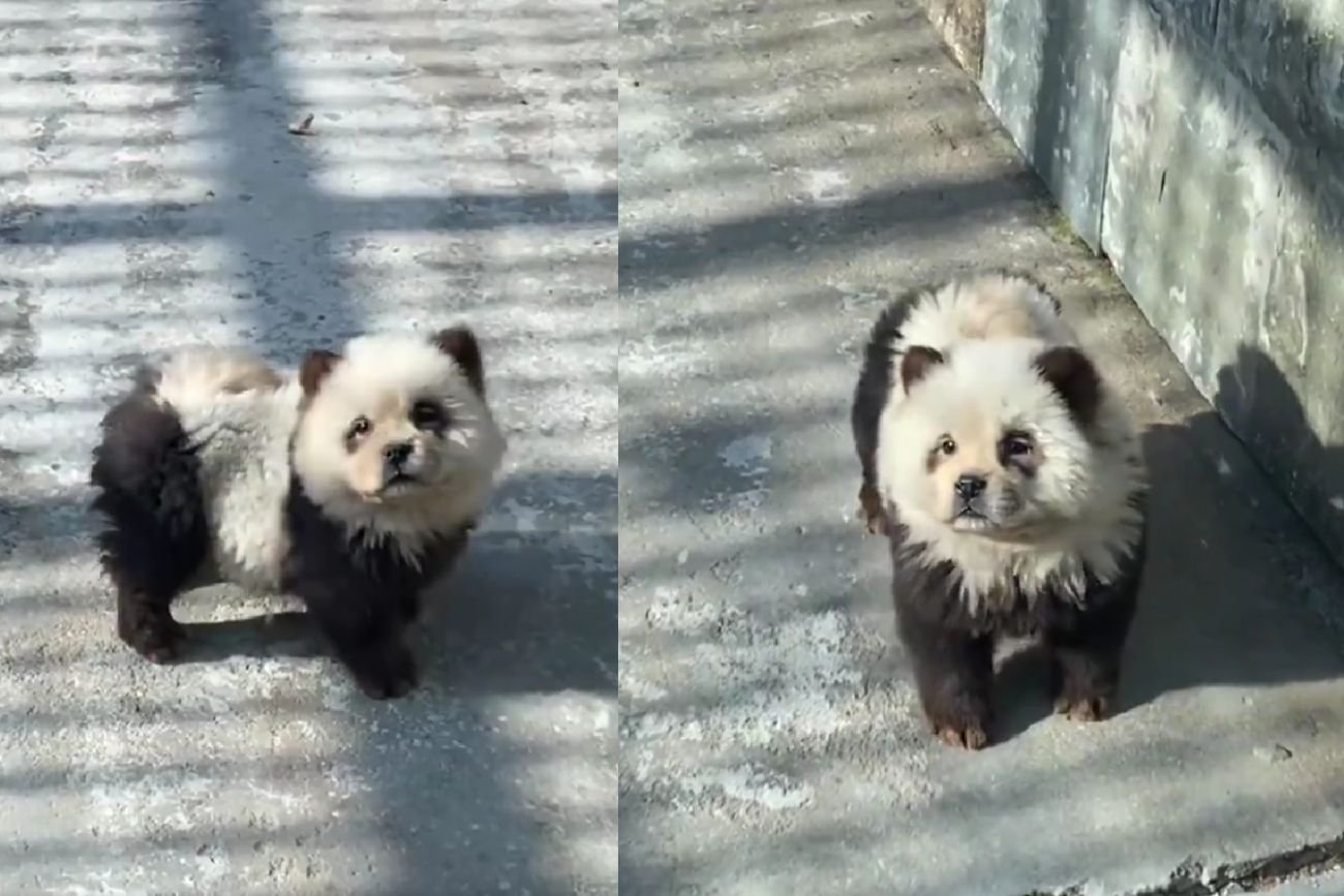 Chińskie zoo wypuściło na wybieg psy, których zadaniem było udawanie pand. Zwiedzający nie dali się nabrać