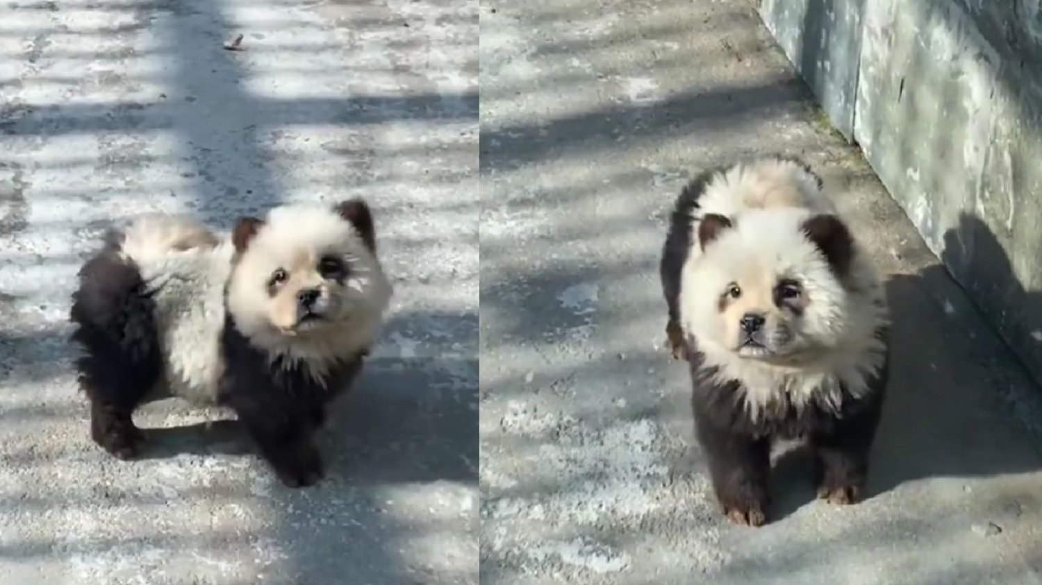 Chińskie zoo wypuściło na wybieg psy, których zadaniem było udawanie pand. Zwiedzający nie dali się nabrać