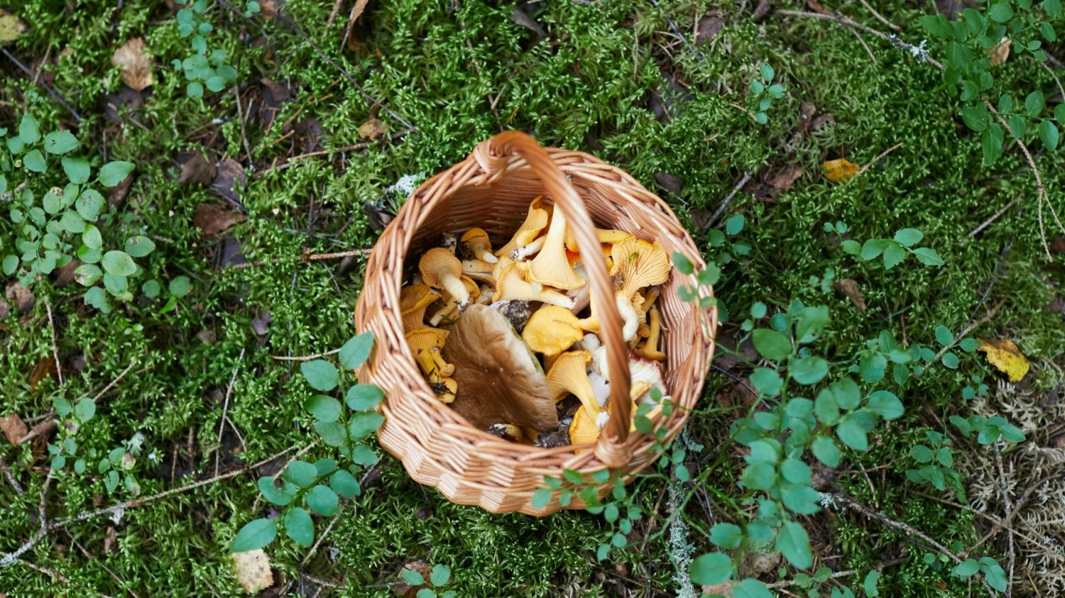Kosz pełen grzybów