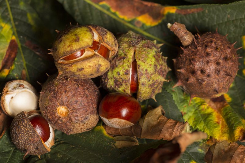 50 gr za kilogram – oto średnia cena