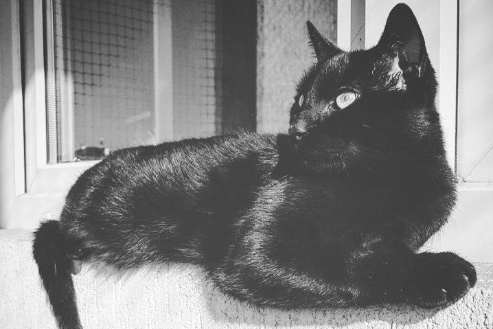 Mężczyzna spod Nowego Sącza zabił psa i kota na oczach rodziny, którą dręczył (zdj. ilustracyjne).