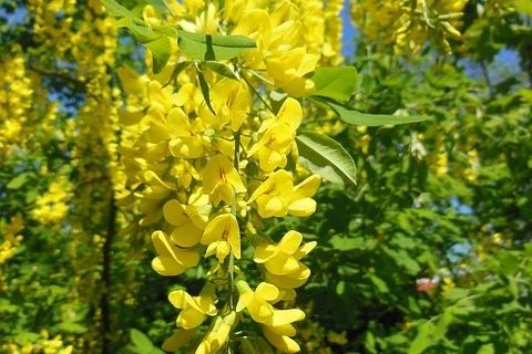 Złotokap zwyczajny (laburnum anagyroides medik)