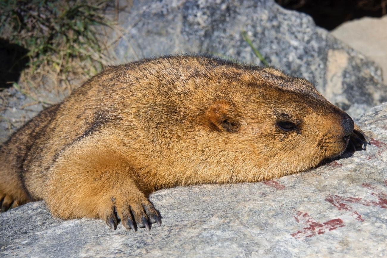 O tej porze roku świstaki już dawno powinny spać