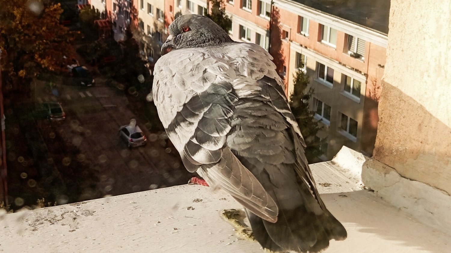Jakie kolory odstraszają gołębie? Sposoby na niechciane ptaki na balkonie czy parapecie Sposoby na gołębie. Te metody są humanitarne i skuteczne