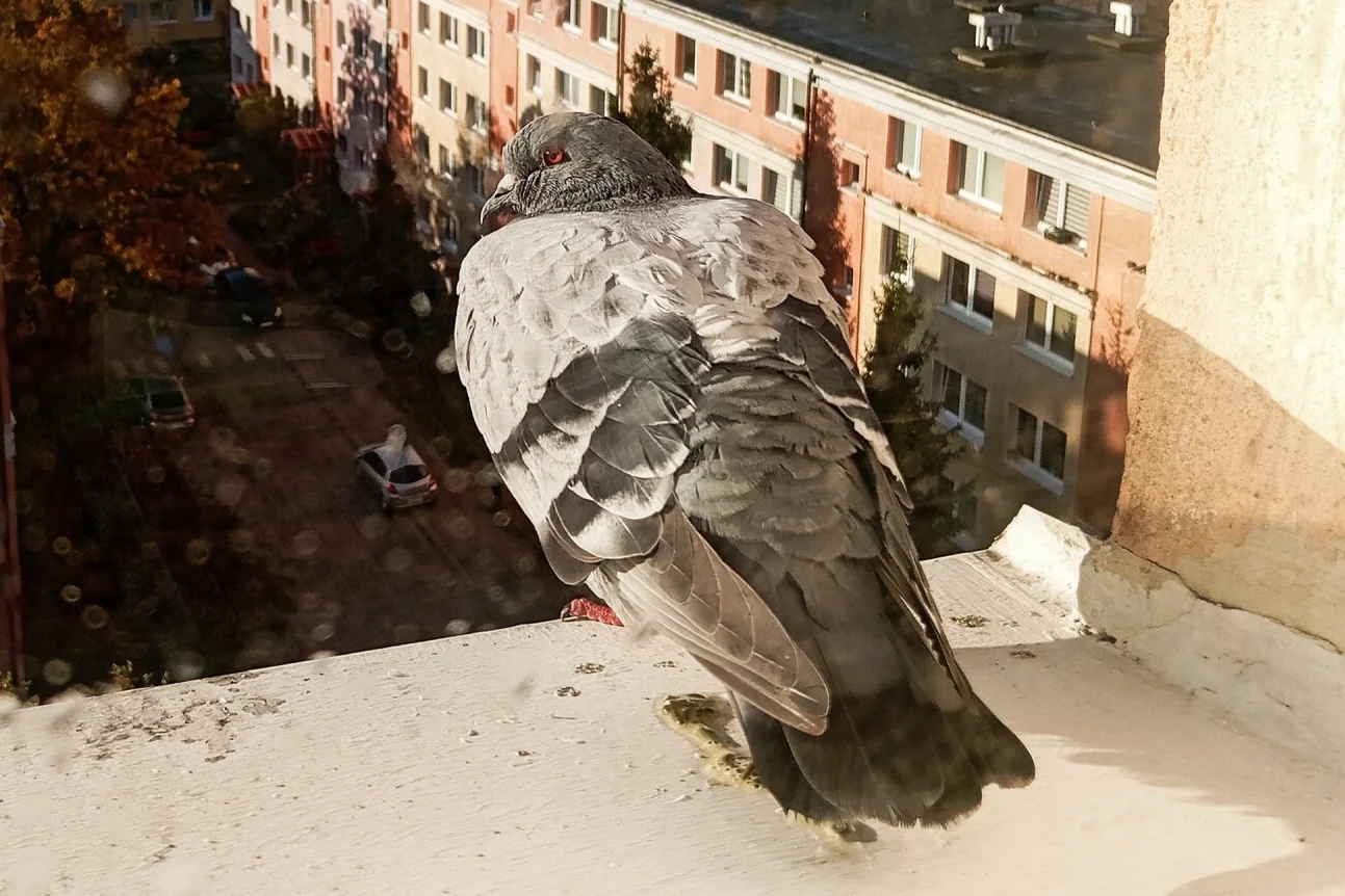 Jakie kolory odstraszają gołębie? Sposoby na niechciane ptaki na balkonie czy parapecie Sposoby na gołębie. Te metody są humanitarne i skuteczne