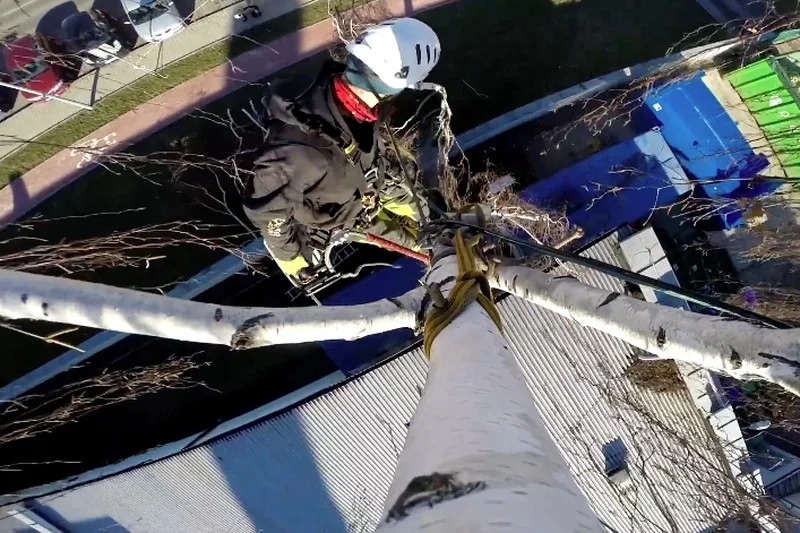Praca arborysty w firmie Extreme Explorer.