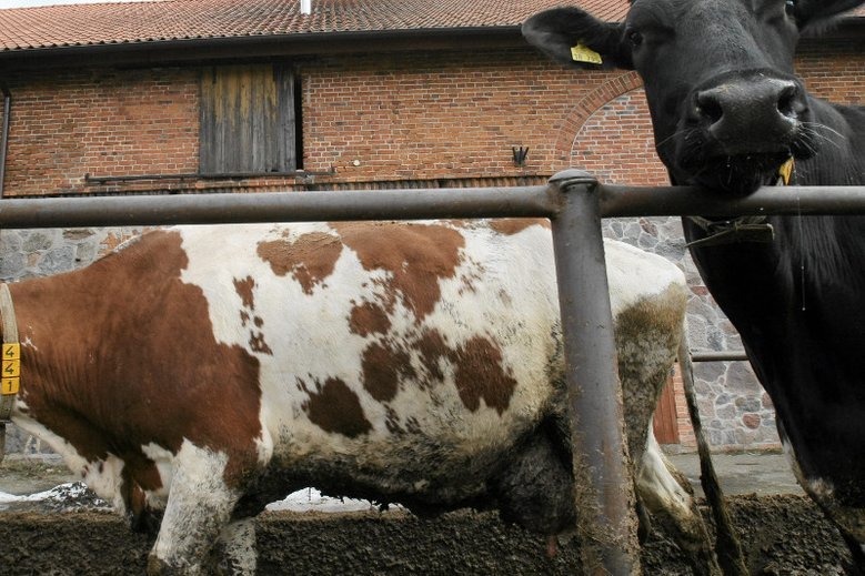 Dziennikarze "Superwizjera" w reportażu "Chore bydło kupię" pokazali proceder nielegalnego handlu de facto padliną.