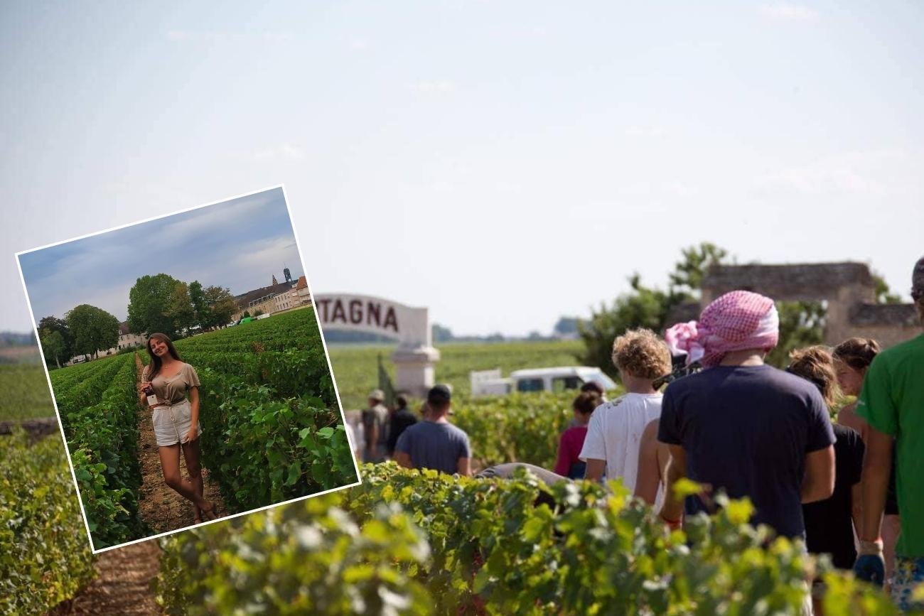 Winobranie to wspaniała przygoda, trzeba jednak być przygotowanym na pewne niedogodności