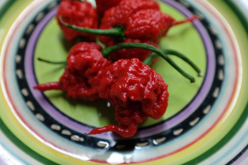 Papryka Carolina Reaper uznawana jest za najostrzejszą chilli na świecie.