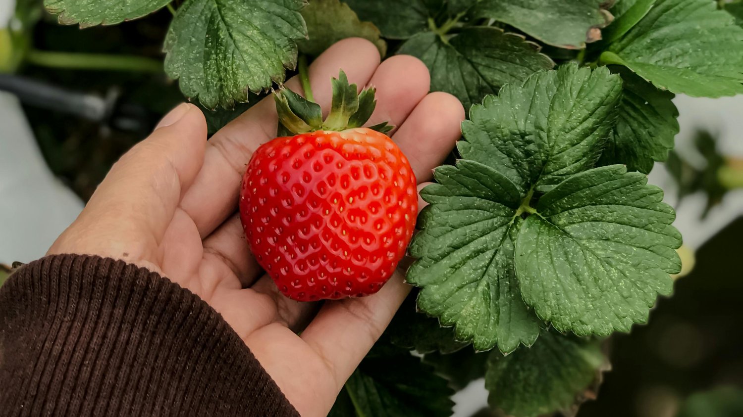 Instrukcja uprawy truskawek na balkonie. Takich warunków potrzebują Truskawki na balkonie. Jak je uprawiać krok po kroku