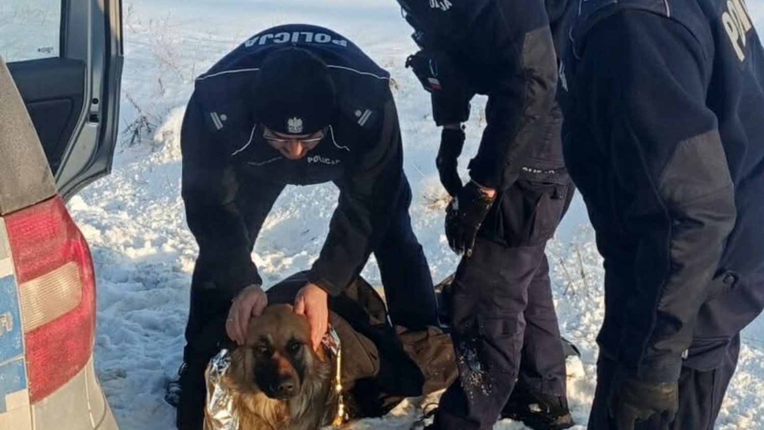 Pies przymarzł do pobocza drogi w Przasnyszu. Ludzie poruszeni akcją policjantów