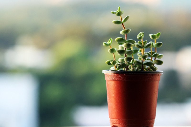 Te kwiaty doniczkowe przetrwają naprawdę trudne warunki.