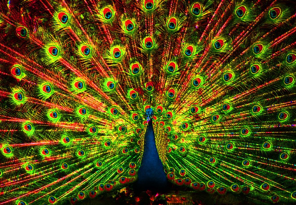 Paw, czyli przedludzkie dzieło sztuki pozbawione twórcy