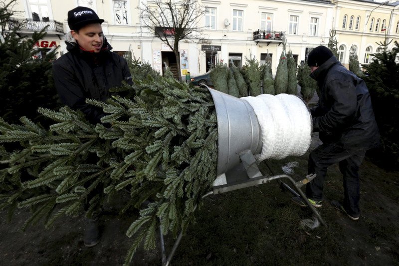 Bycie sprzedawcą choinek to nie jest prosta sprawa.
