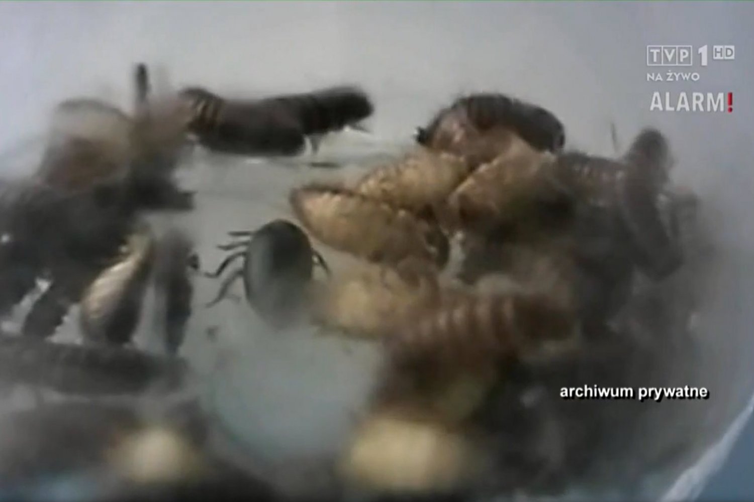 Mieszkańcy kamienicy w Szczeconie przez prawie rok mieszkali ze zwłokami.