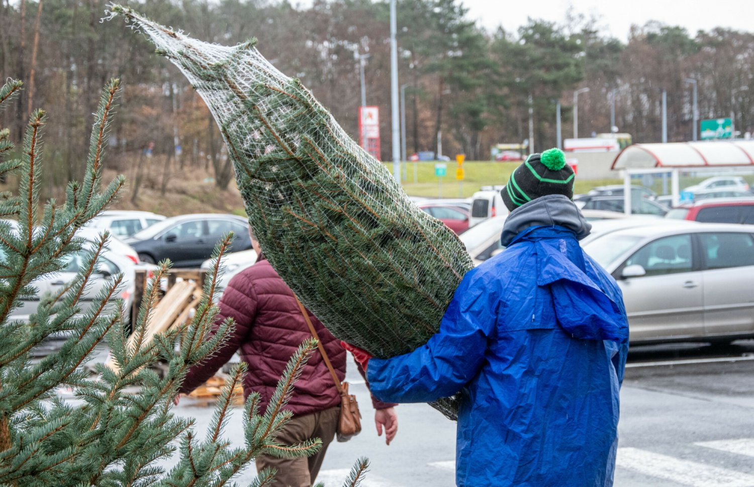 Promocje na choinki. Tam kupimy je w najniższej cenie Gdzie kupić najtańszą żywą choinkę? Promocje w Lidlu i Biedronce i nie tylko