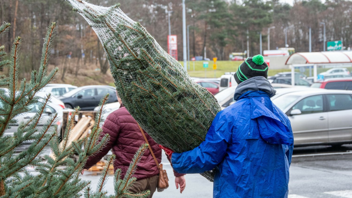 Promocje na choinki. Tam kupimy je w najniższej cenie Gdzie kupić najtańszą żywą choinkę? Promocje w Lidlu i Biedronce i nie tylko