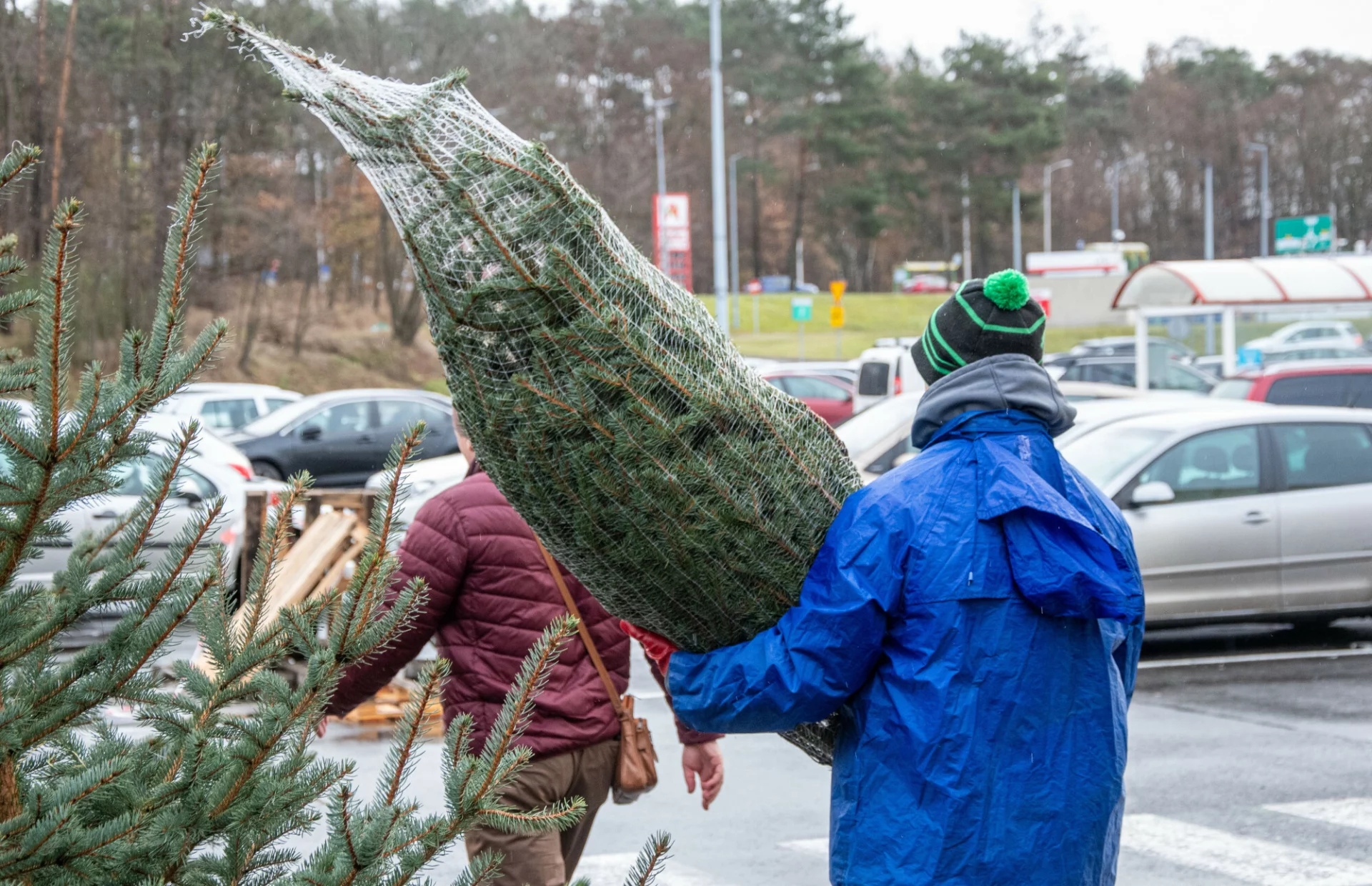 Gdzie kupić najtańszą żywą choinkę? Promocje w Lidlu i Biedronce i nie tylko
