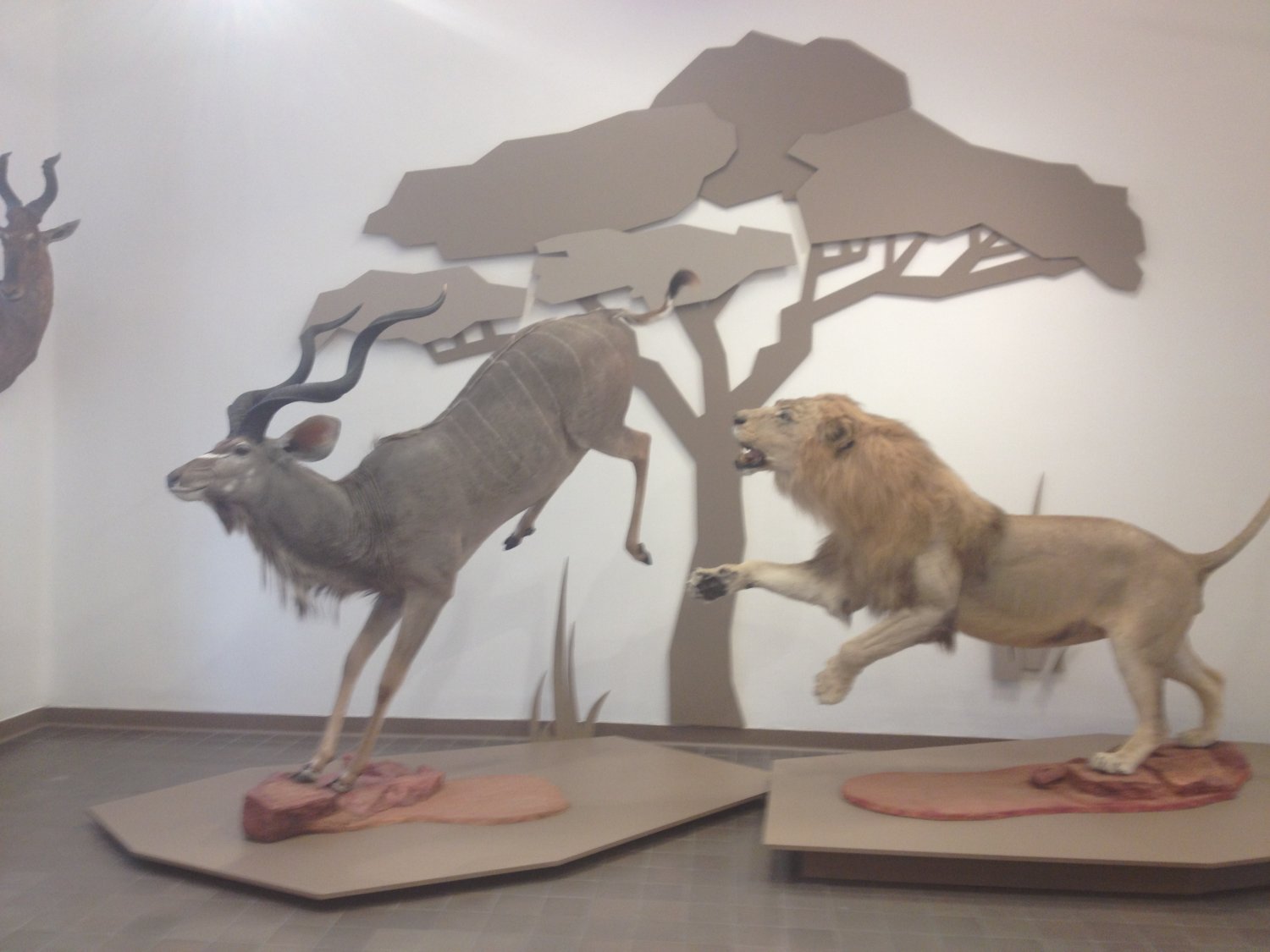 Do dzikich zwierząt nie podchodź i ich nie dotykaj.