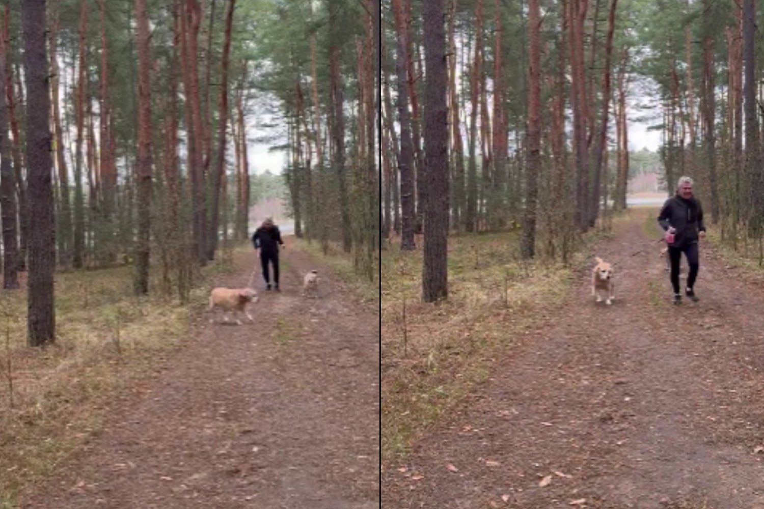 Ustawka Karczewskiego z psami oburzyła internautów.