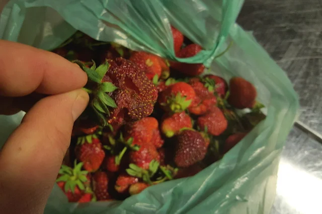 Uważajcie, takie dziurawe psiary mogą kosztować 18 zł za kilogram