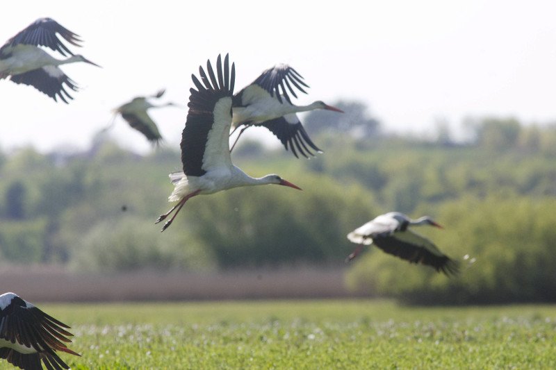 Bociany wracają do Polski.