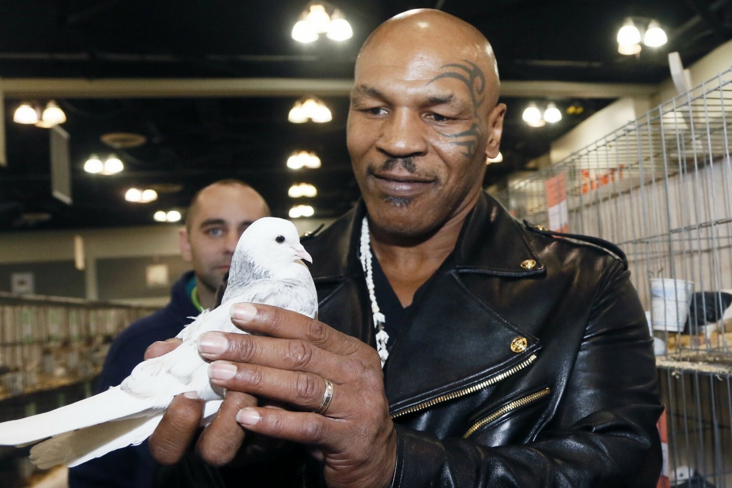 Mike Tyson przyleciał do Polski po gołębie. Od dziecka jest nimi zafascynowany. Mike Tyson przyleciał do Polski po gołębie. Od dziecka jest nimi zafascynowany.