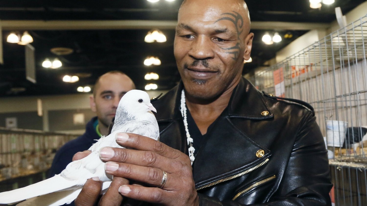 Mike Tyson przyleciał do Polski po gołębie. Od dziecka jest nimi zafascynowany. Mike Tyson przyleciał do Polski po gołębie. Od dziecka jest nimi zafascynowany.