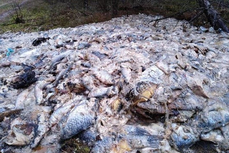 Przypadkowy spacerowicz natknął się na stertę martwych ryb.