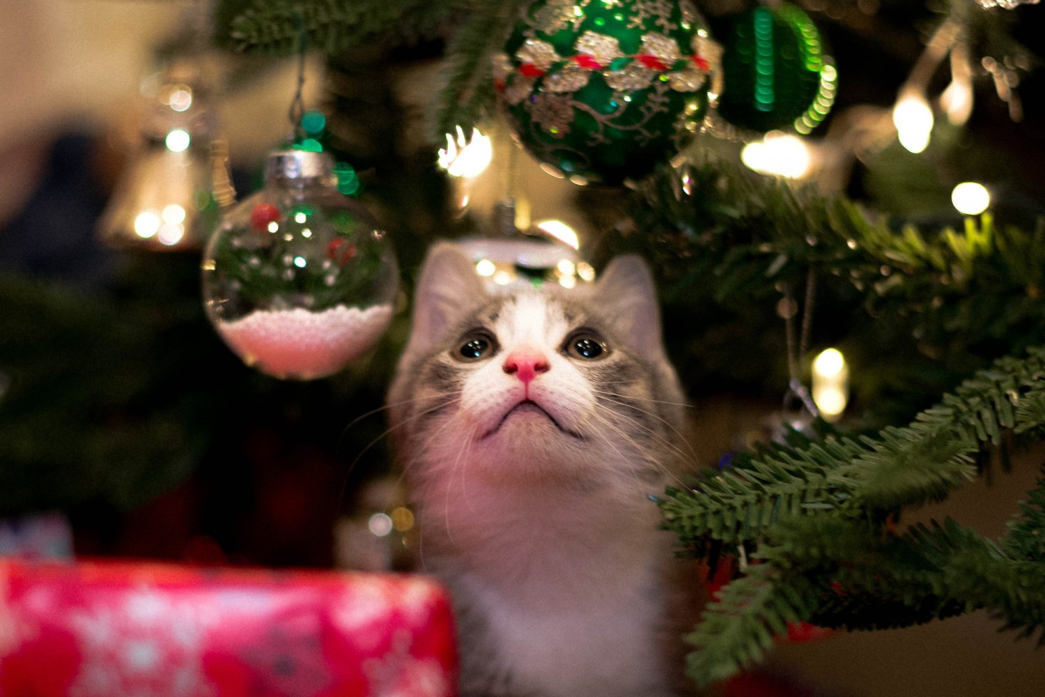 Kiedy można ubrać choinkę?