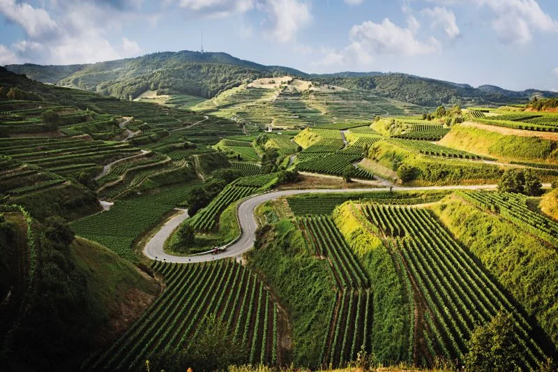 Winnice Vogtsburg im Kaiserstuhl, Badenia-Wirtembergia