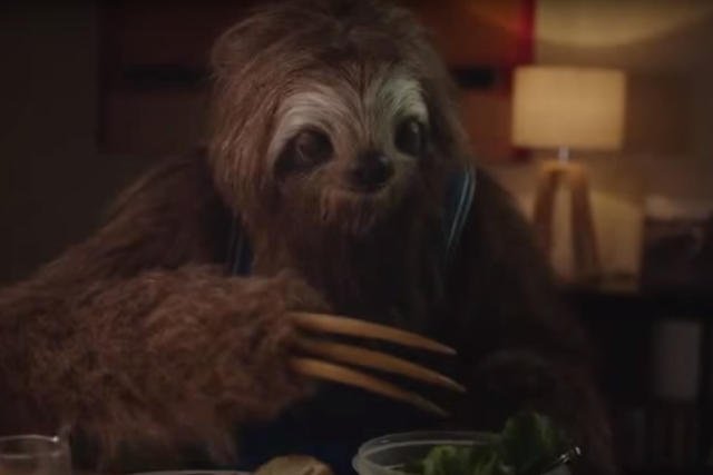 Nie napisze tekstu, nie poda sałatki i nie pogada – leniwiec, będący uosobieniem osoby po zażyciu marihuany pokazuje skutki zażywania tego specyfiku.