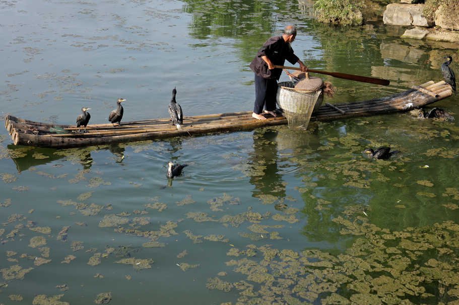Chiński rybak (zdjęcie ilustracyjne)
